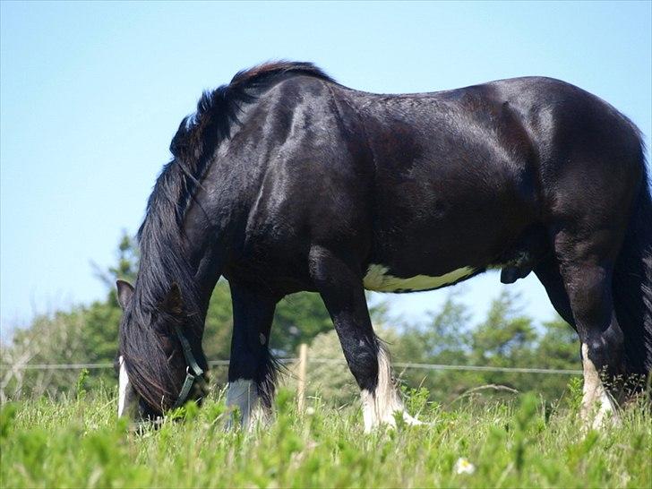 Tinker Logan  - Logan på sommerfold  billede 3