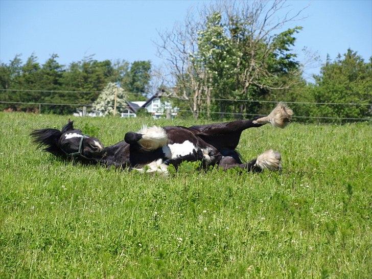 Tinker Logan  - Rulle rulle ;) billede 9