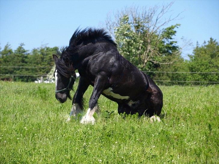 Tinker Logan  - Op igen :) billede 10