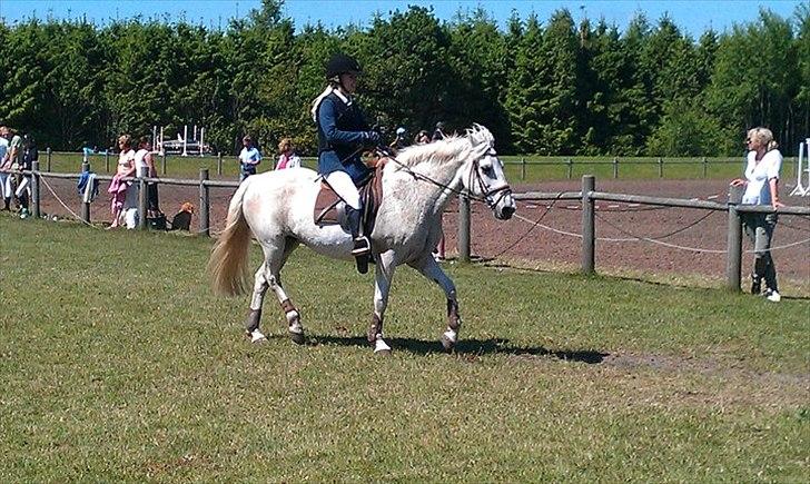 Connemara Sdr. Vestermark Carreen  billede 10