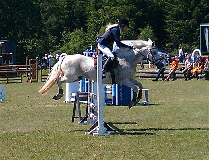 Connemara Sdr. Vestermark Carreen  - Billund<3 billede 12