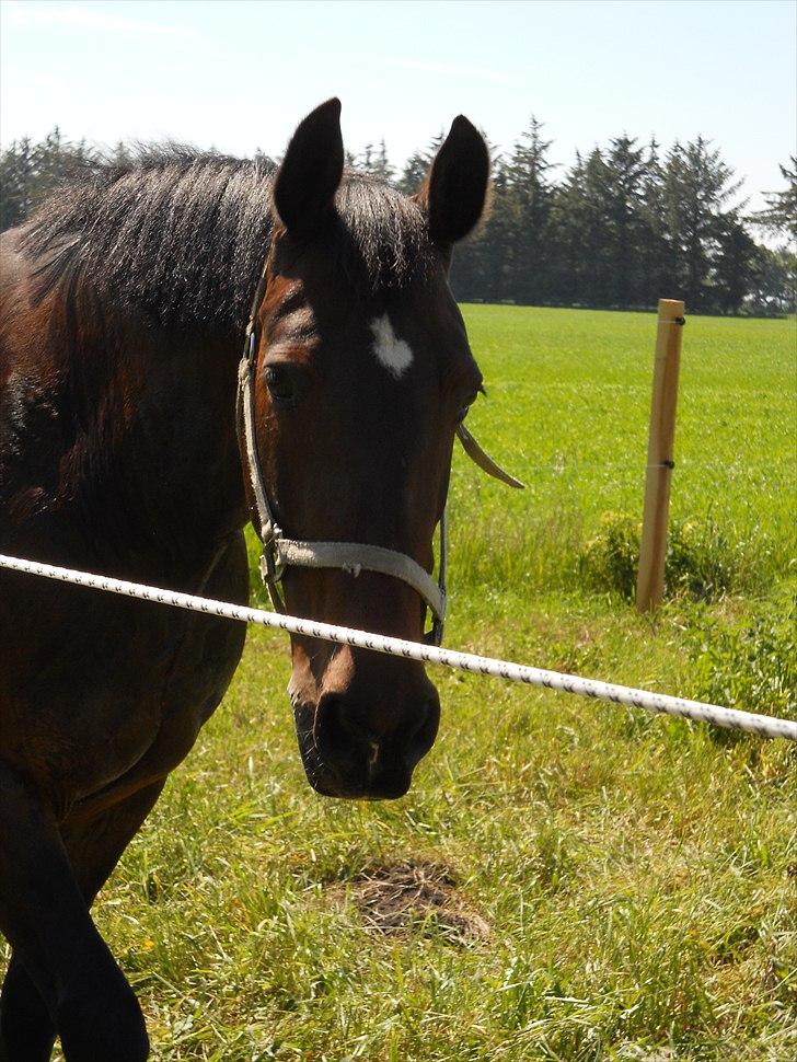 Hollandsk Varmblod Daisy - 5. juni 2011 billede 2