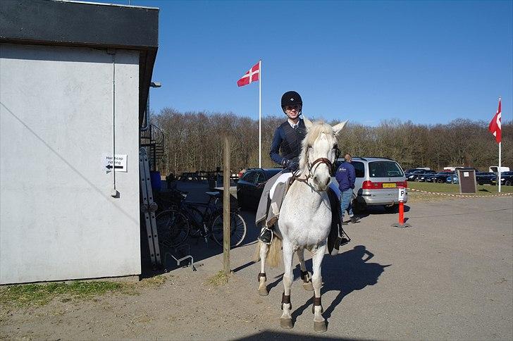 Connemara Sdr. Vestermark Carreen  billede 13