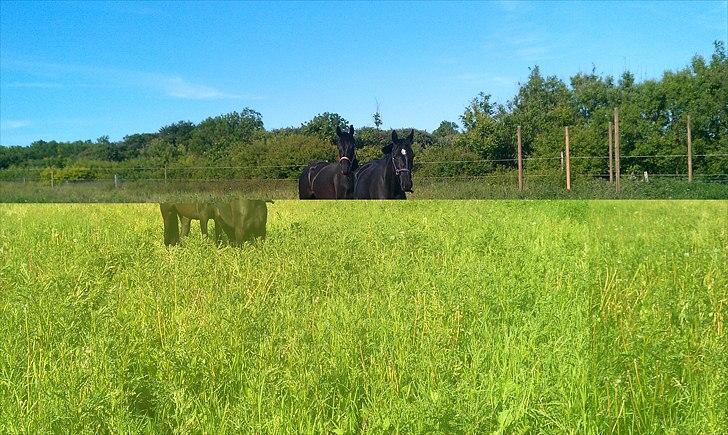 Trakehner Her princess Rimpler billede 19