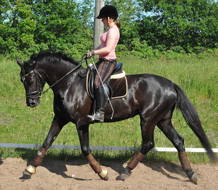 Oldenborg Schooting Star | DRØMMEHESTEN | R.I.P ):<3 - 18: Fotograf : Heidi Jensen billede 20