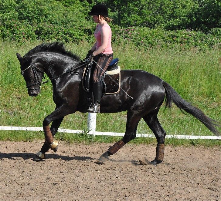 Oldenborg Schooting Star | DRØMMEHESTEN | R.I.P ):<3 - 8: En dejlig sommer dag :) Fotograf Heidi Jensen billede 15