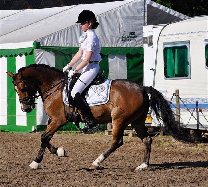 Anden særlig race Gyrupgaards Bailey B PONY - Opvarmning til LA6 hvor han blev halv b pony :) billede 4