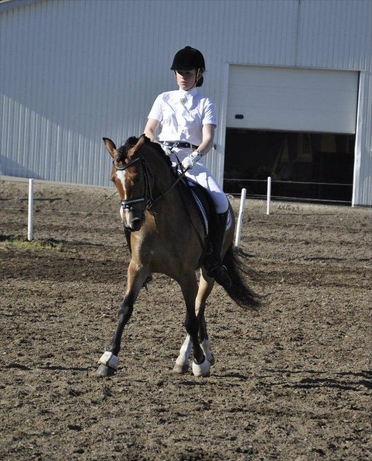 Anden særlig race Gyrupgaards Bailey B PONY - Travers... opvarmning på Morsø 2011 billede 5