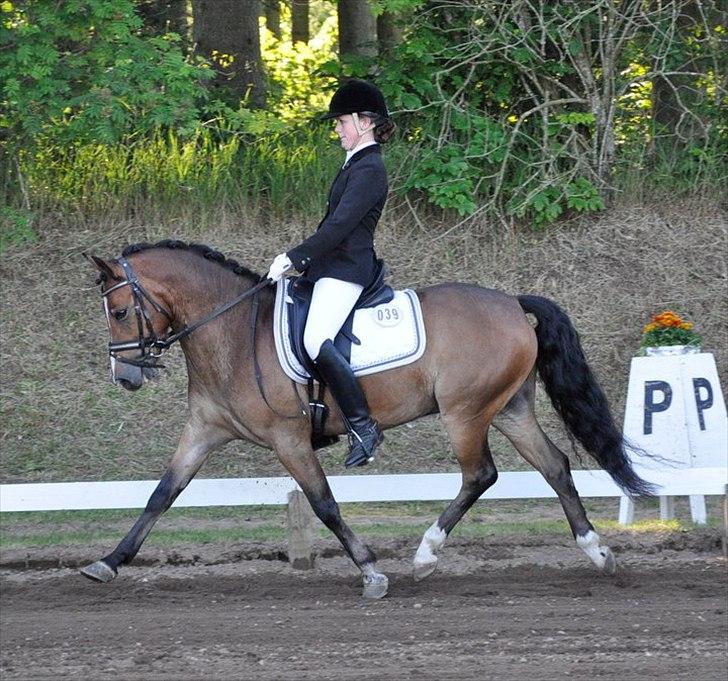 Anden særlig race Gyrupgaards Bailey B PONY - klar til LA6 på Morsø 2011 billede 2