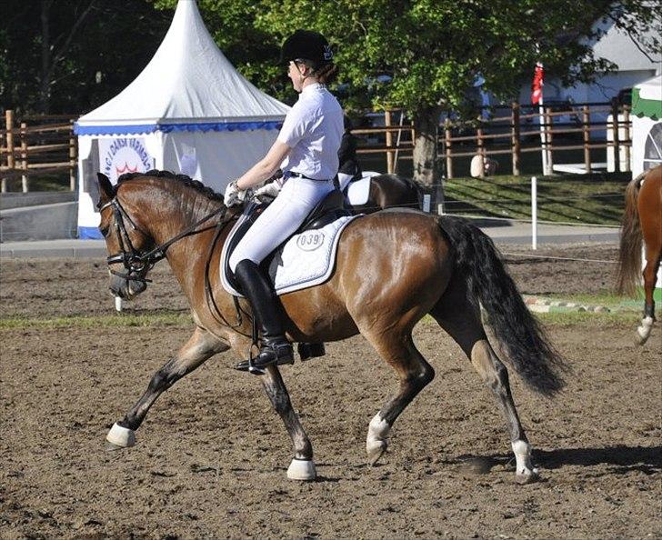 Anden særlig race Gyrupgaards Bailey B PONY - Fri trav på opvarmning til LA6.. Morsø 2011 billede 3
