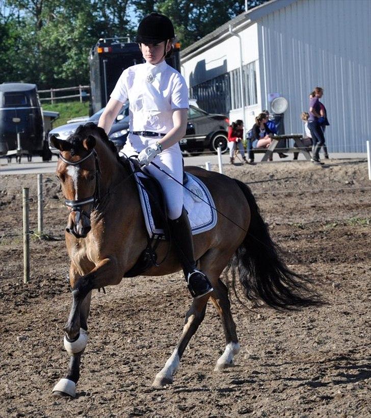 Anden særlig race Gyrupgaards Bailey B PONY - Hans kæmpe galop :) opvarmning til LA6 morsø 2011 billede 1