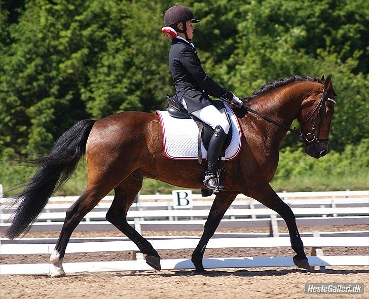 New Forest Gay Count Tarok Halv A-Pony solgt:'( - SJM Hold 2011<3 Fotograf: Simone Henning(: billede 7