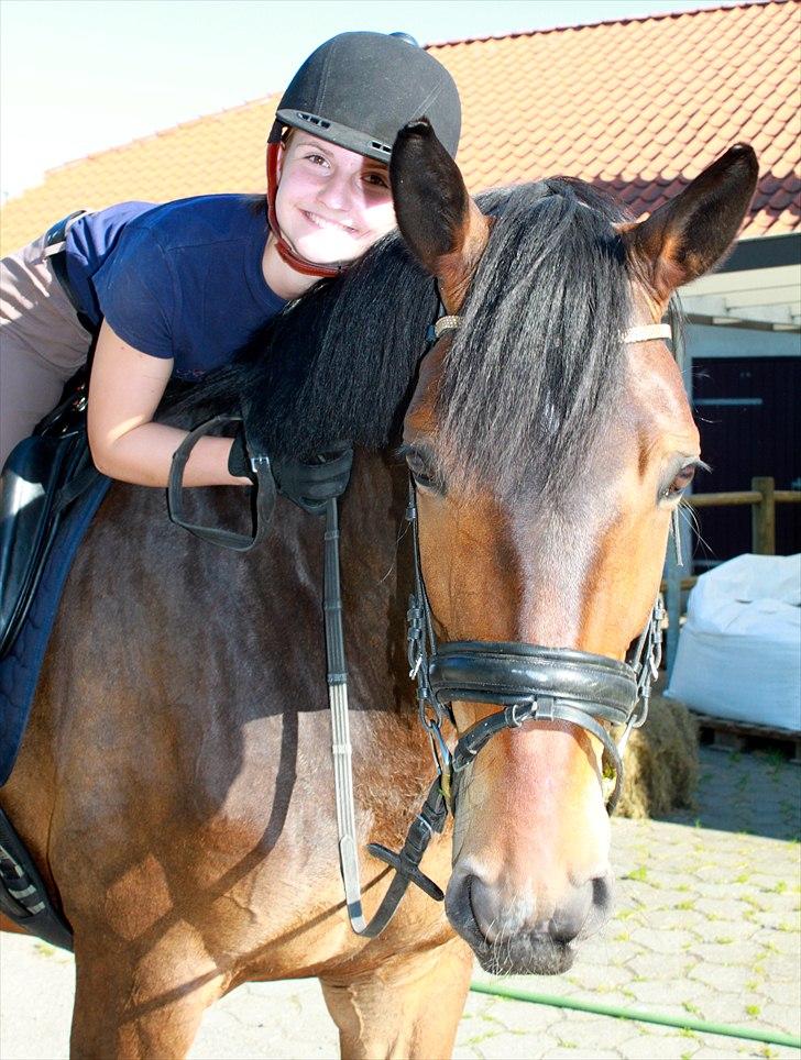 Dansk Varmblod Tjørnelys Raffiness RDH - Juni 2011, Foto: Helene Gerber billede 1