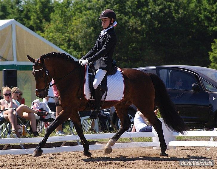 New Forest Gay Count Tarok Halv A-Pony solgt:'( - SJM Hold 2011<3 Fotograf: Simone Henning!;) billede 1