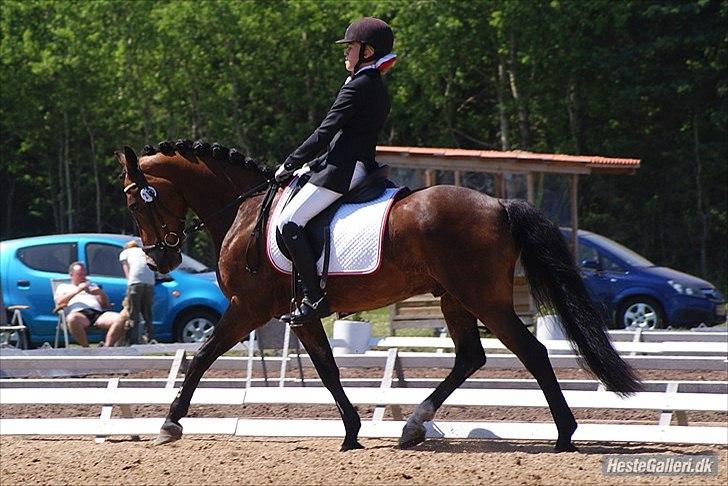 New Forest Gay Count Tarok Halv A-Pony solgt:'( - SJM Hold 2011<3 Fotogarf: Simone Henning!(;
 billede 8