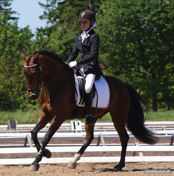 New Forest Gay Count Tarok Halv A-Pony solgt:'( - SJM Hold 2011<3 Fotogarf: Simone Henning:D billede 9