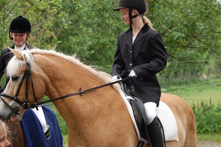 Haflinger Nocturne Lundgaard | - :-) billede 6