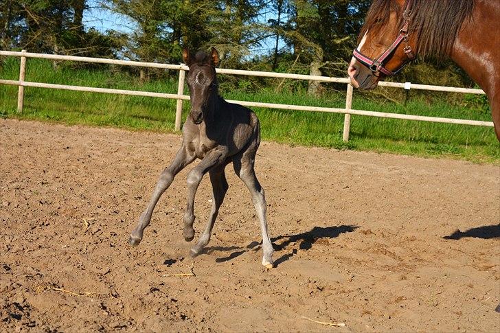 New Forest Calandias Eclipse billede 7