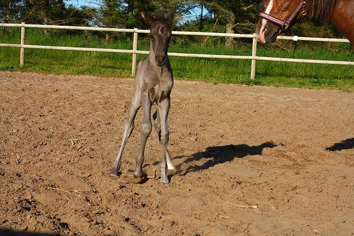 New Forest Calandias Eclipse billede 12