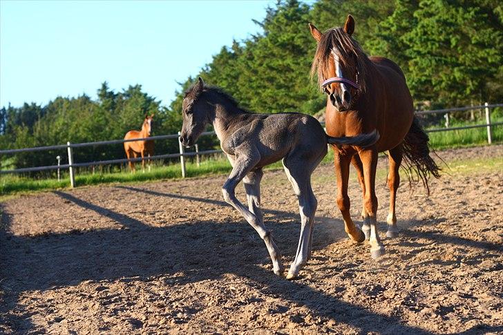 New Forest Calandias Eclipse billede 4