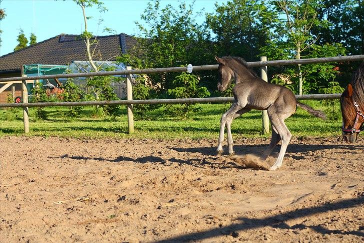 New Forest Calandias Eclipse billede 9