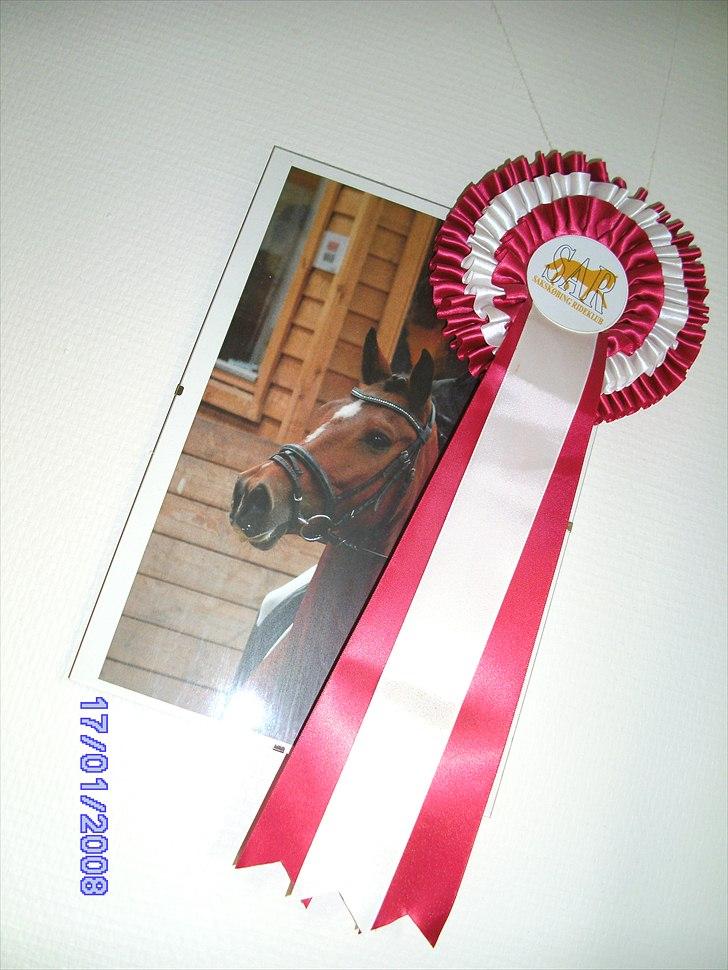 New Forest Orchid's Zaina ½ b pony **SOLGT** - klubmester i sar! 2010 billede 15