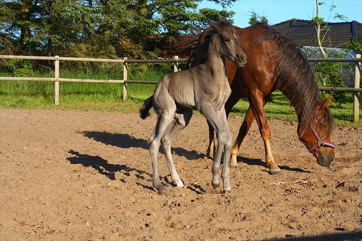 New Forest Calandias Eclipse billede 2