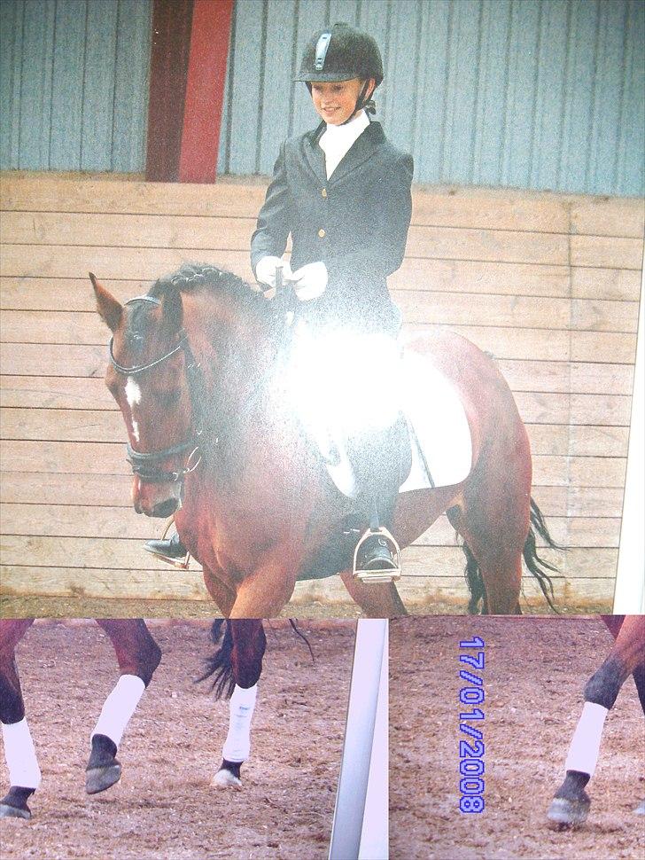 New Forest Orchid's Zaina ½ b pony **SOLGT** - lc klasserne.. nogle år siden nu billede 16