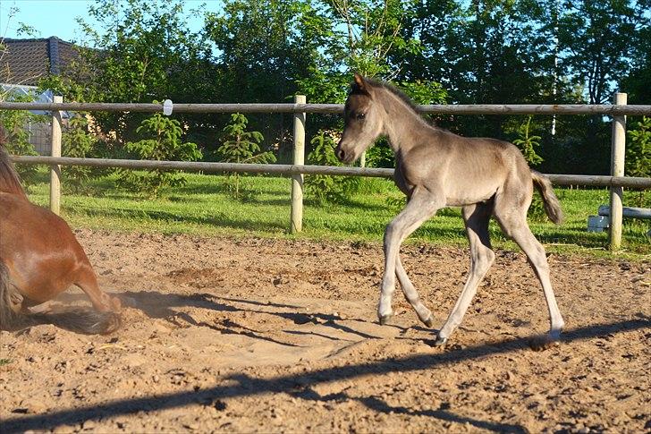 New Forest Calandias Eclipse billede 10