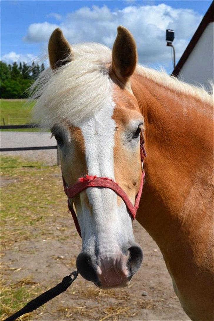 Haflinger Nocturne Lundgaard | - Velkommen :-) billede 1