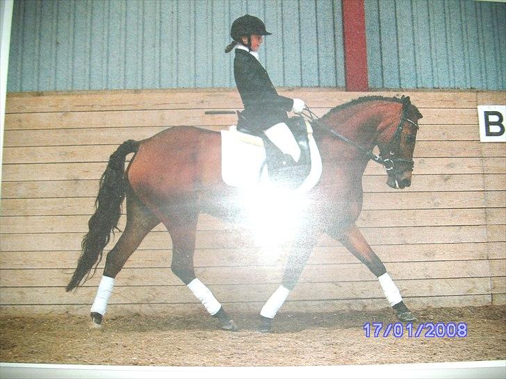 New Forest Orchid's Zaina ½ b pony **SOLGT** billede 17