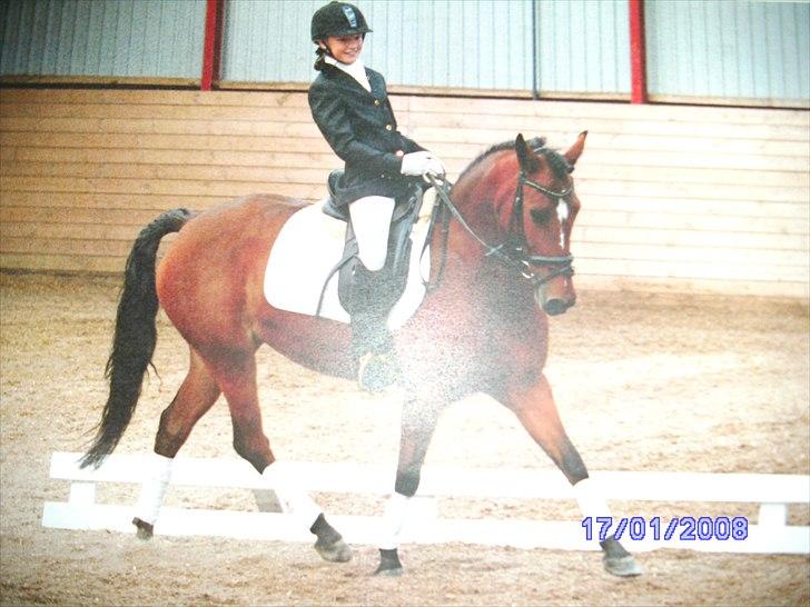 New Forest Orchid's Zaina ½ b pony **SOLGT** billede 18