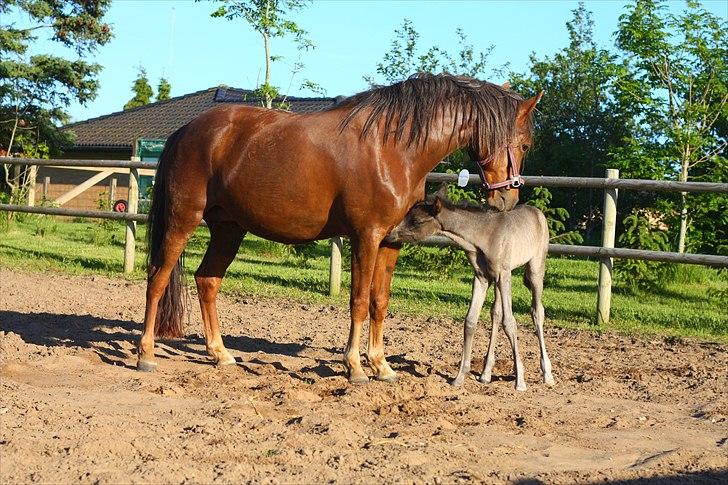 New Forest Calandias Eclipse billede 11