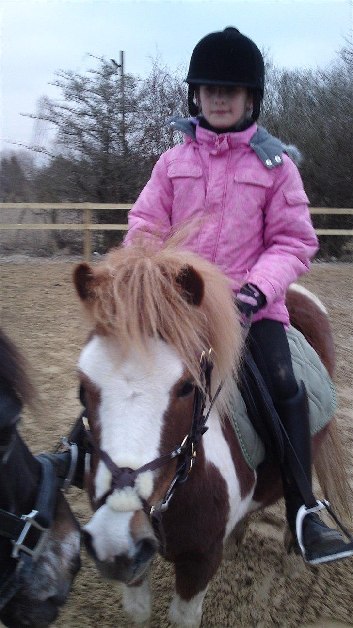 Shetlænder Lucky - siger lige Hej til min mors hest nicole´ billede 6