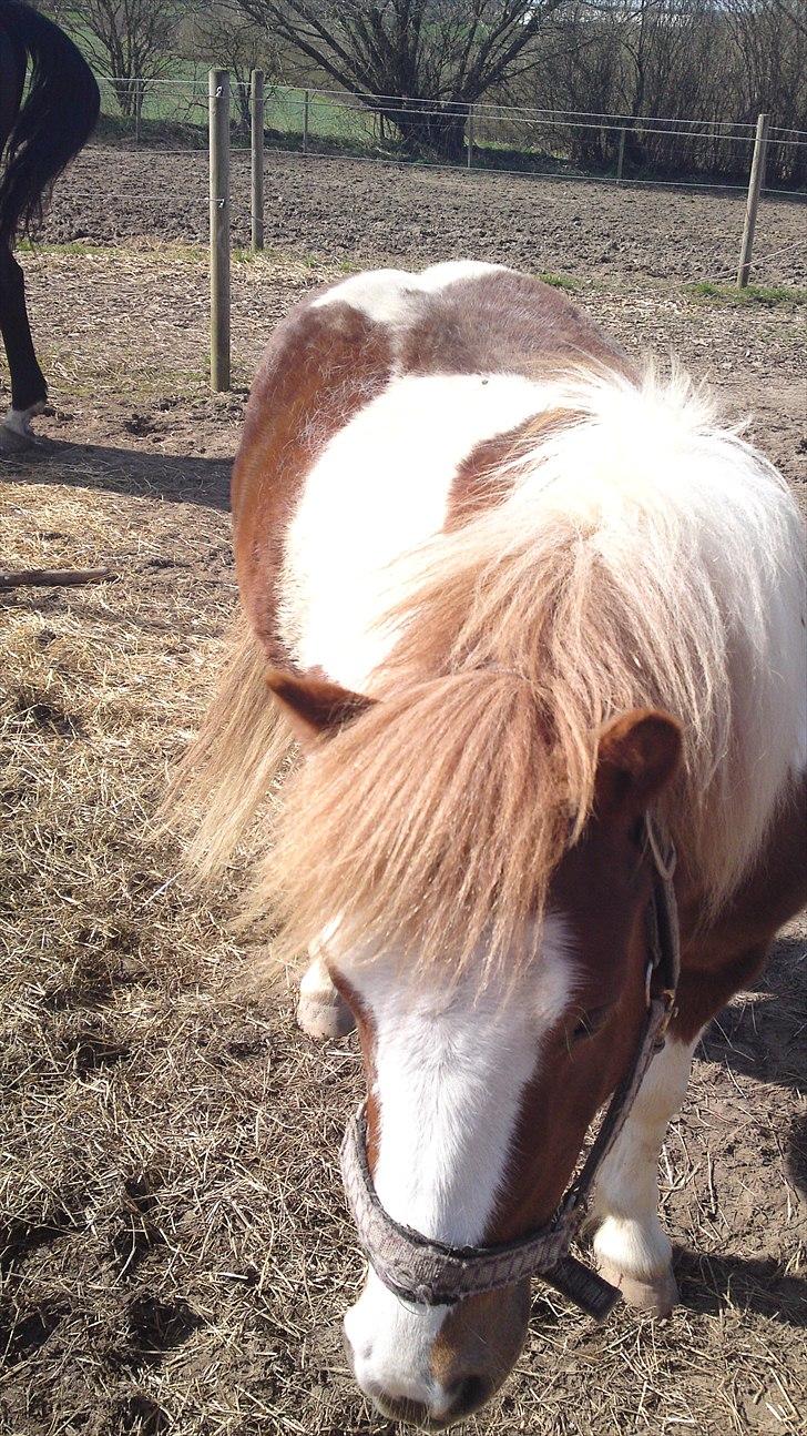 Shetlænder Lucky - så var det bølle mandes fødselsdag 9 år xD billede 7