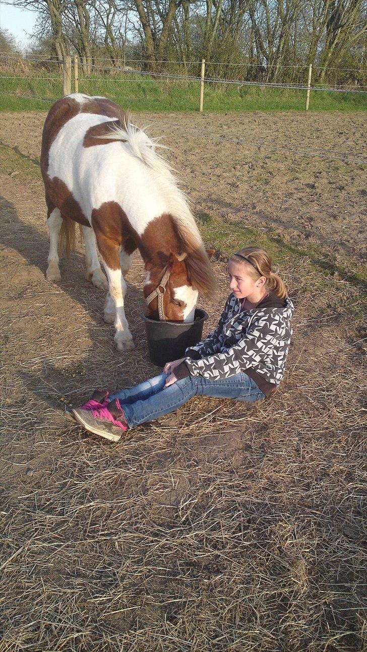 Shetlænder Lucky - der stod han dag og nat på fold.....og så giver jeg ham mad til aften og morgen :D billede 8