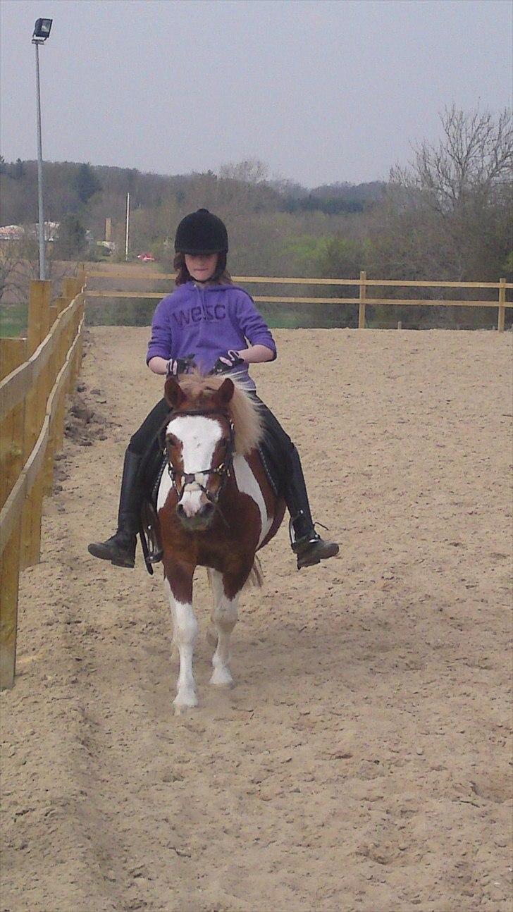 Shetlænder Lucky - der kunne han passe sin sadel:D han var AIT for tyk da vi fik ham :O billede 9