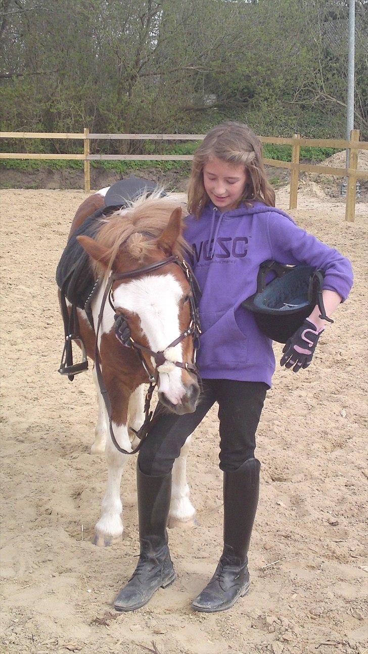 Shetlænder Lucky - kom nu op med dit hoved basse mand :/ billede 10