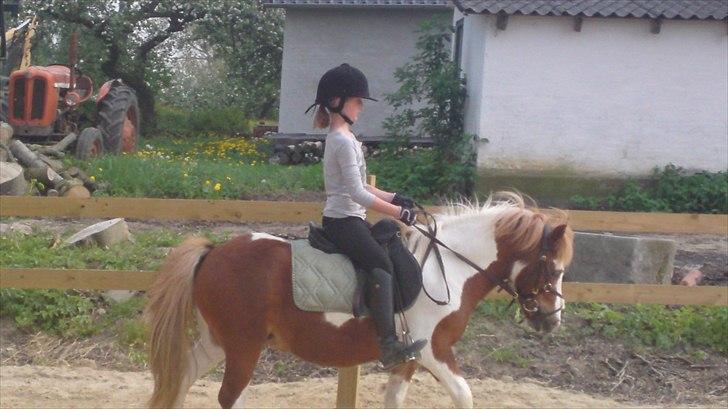 Shetlænder Lucky - han kan en masse.......som jeg har fundet ud af :O billede 11