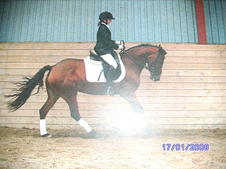 New Forest Orchid's Zaina ½ b pony **SOLGT** billede 19