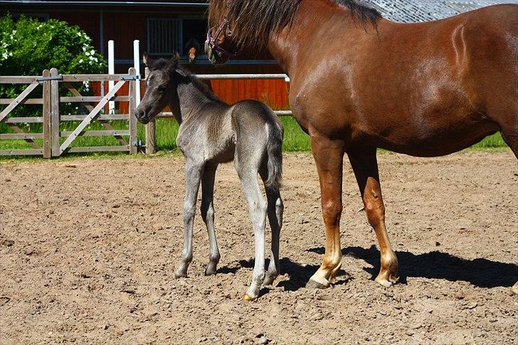 New Forest Calandias Eclipse billede 13