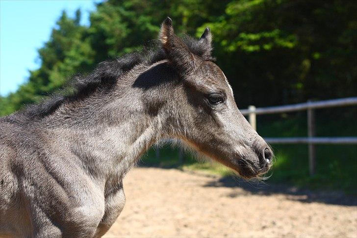 New Forest Calandias Eclipse billede 15