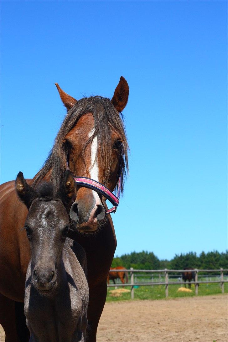 New Forest Calandias Eclipse billede 16