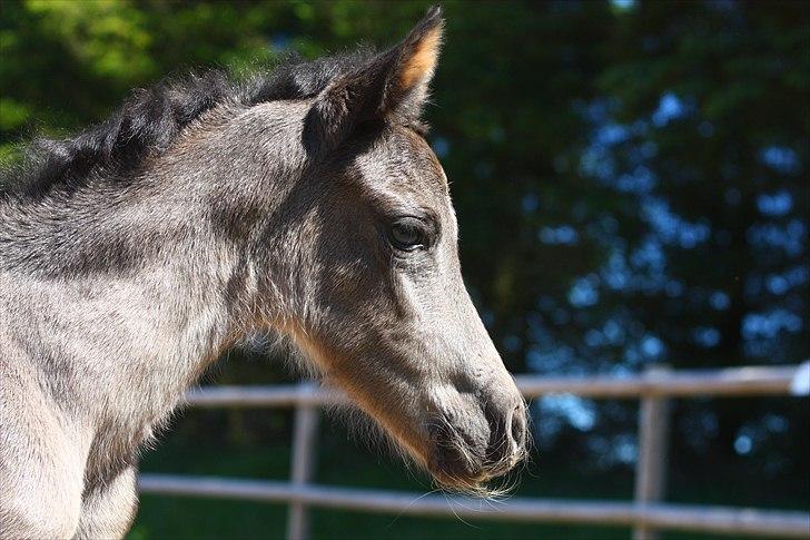 New Forest Calandias Eclipse billede 17