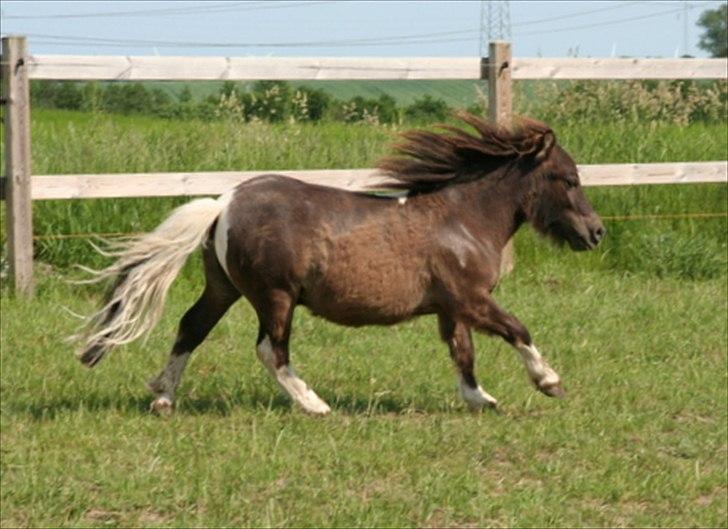 Shetlænder Obelix billede 2