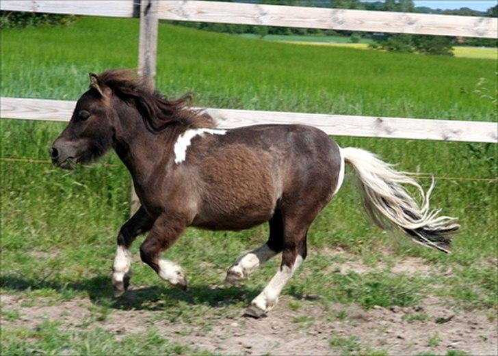 Shetlænder Obelix billede 13