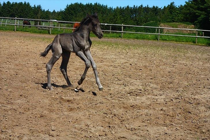 New Forest Calandias Eclipse billede 18