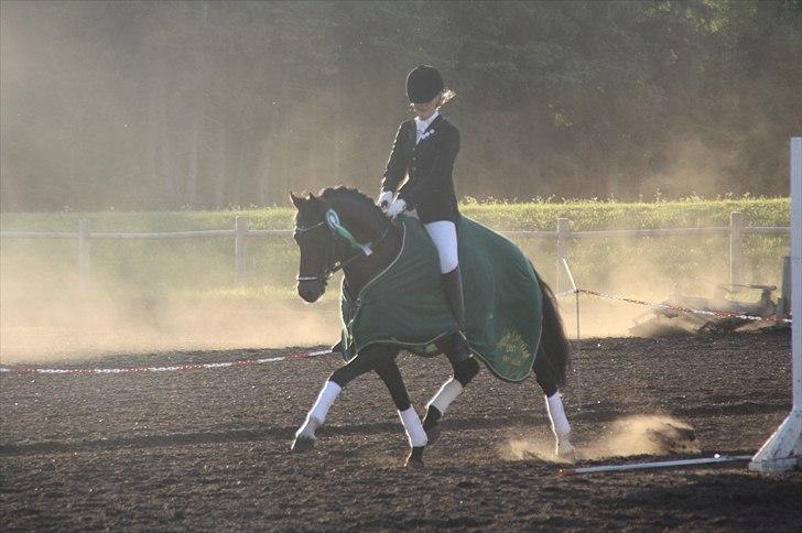 Welsh Partbred (Sec F) Bjerregårds Mozart - nr. 3 til sydjysk mesterskab 2011 billede 18