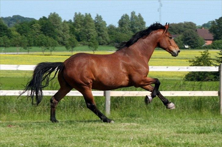 Dansk Varmblod Newman billede 15