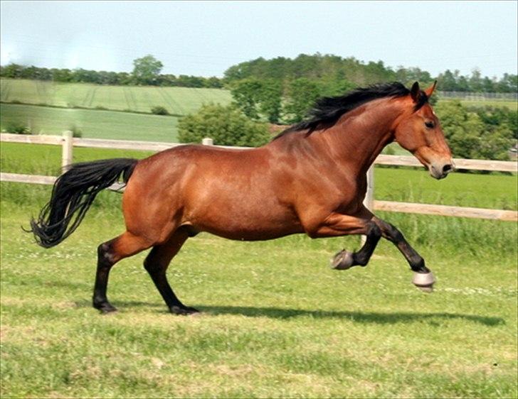 Dansk Varmblod Newman - juni 2011 billede 16